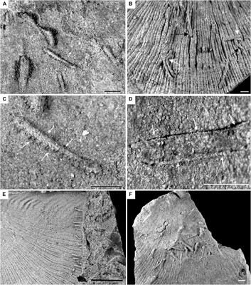 Annelid Borings on Brachiopod Shells From the Upper Ordovician of Peru. A Long-Distance Co-migration of Biotic Partners